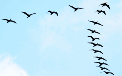 New Agency Research: Clear Leaders & A Crowded Middle – 2025 Digital Agency Web Host Report